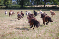 RECHERCHE STAGIAIRE EN ELEVAGE PONEY